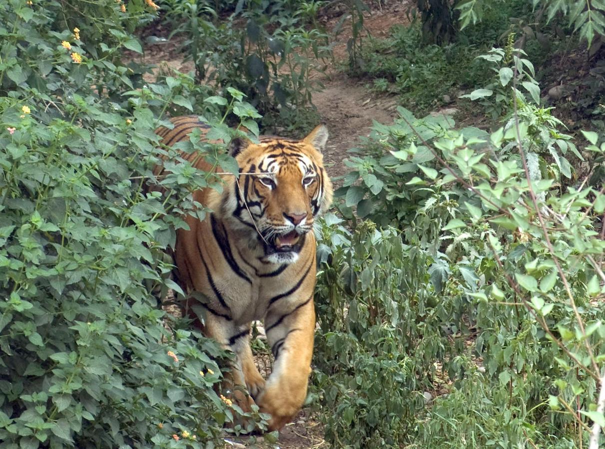 Tiger Tops Karnali Lodge Bardiya Luaran gambar