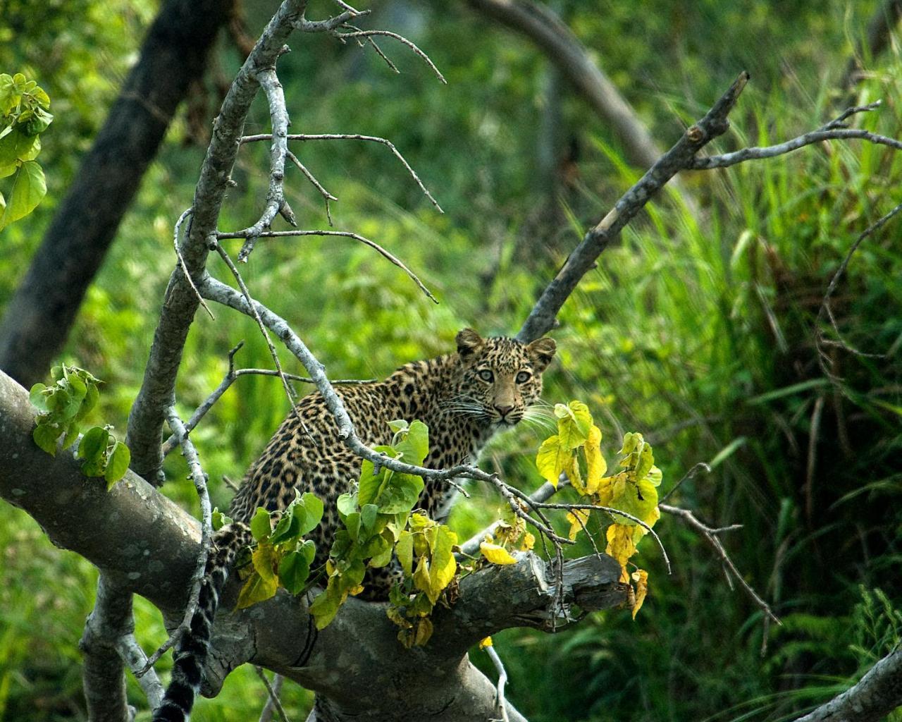 Tiger Tops Karnali Lodge Bardiya Luaran gambar
